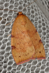 Detounda leptoplasta