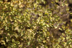 Spiraea aquilegifolia