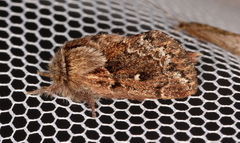 Pernattia pusilla