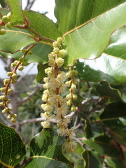Homalium