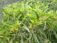 Acacia spirorbis