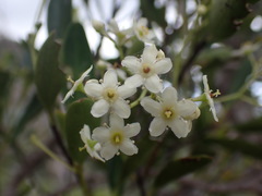 Denhamia fournieri