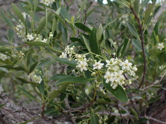 Denhamia fournieri