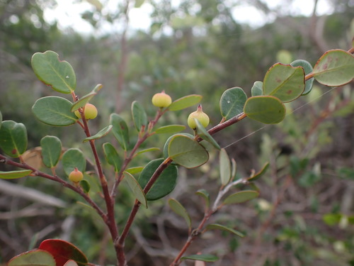 Phyllanthus buxoides observed 2021-05-02