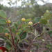 Dendrophyllanthus buxoides - Photo (c) Shankar Meyer, μερικά δικαιώματα διατηρούνται (CC BY-NC), uploaded by Shankar Meyer