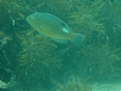 Choerodon schoenleinii