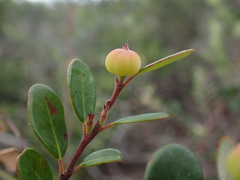Dendrophyllanthus buxoides