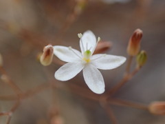 Paramollugo digyna