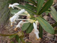 Oxera neriifolia