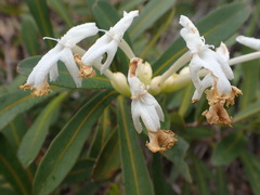 Oxera neriifolia
