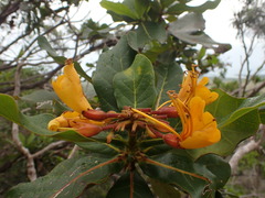 Deplanchea sessilifolia