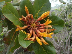 Deplanchea sessilifolia