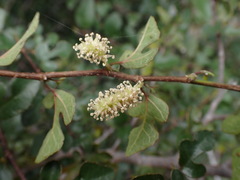 Streblus pendulinus