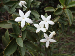 Psychotria coptosperma