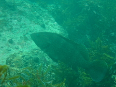 Epinephelus bleekeri