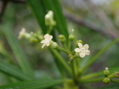 Rauvolfia semperflorens