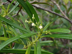 Rauvolfia semperflorens