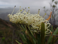 Grevillea exul
