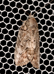 Etanna clopaea