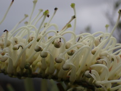 Grevillea exul