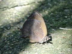 Mahathala ameria