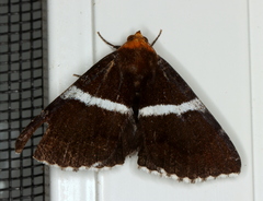 Buzara frontinus