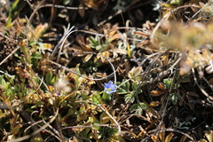 Gentiana aquatica