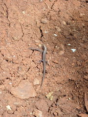 Caledoniscincus haplorhinus