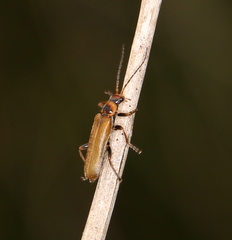 Cantharis figurata