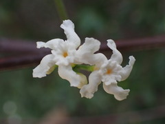 Melodinus