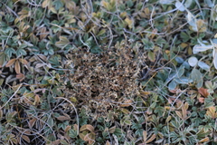 Gentiana aquatica pseudoaquatica