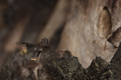 Anthrax dolabratus