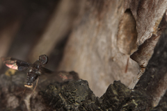 Anthrax dolabratus