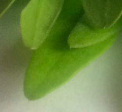 Diospyros dichrophylla