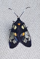 Trypanophora semihyalina