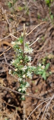 Asparagus flavicaulis