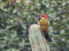 Colaptes atricollis