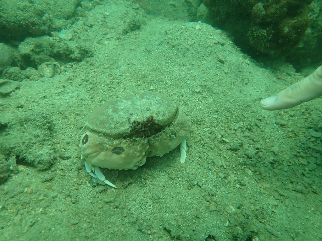 Photo of Sand Box Crab (Calappa philargius)