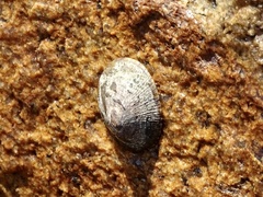 Cellana grata