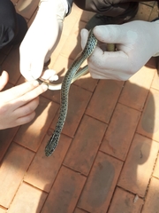 Orientocoluber spinalis