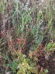 Asparagus officinalis