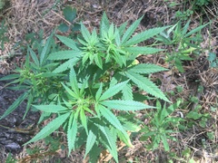 Cannabis sativa
