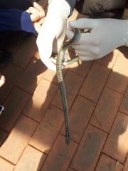 Orientocoluber spinalis