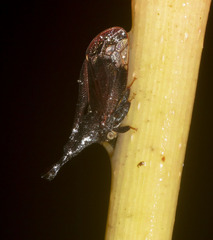 Lycoderes