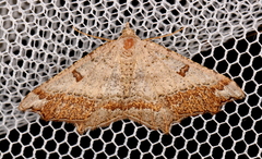 Dissomorphia australiaria