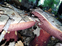 Rubroboletus satanas
