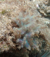 Dasya iridescens