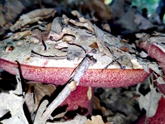 Rubroboletus satanas