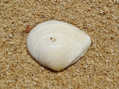 Anomalocardia flexuosa