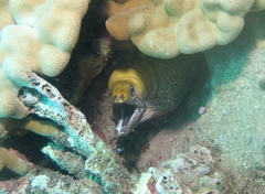 Gymnothorax rueppelliae